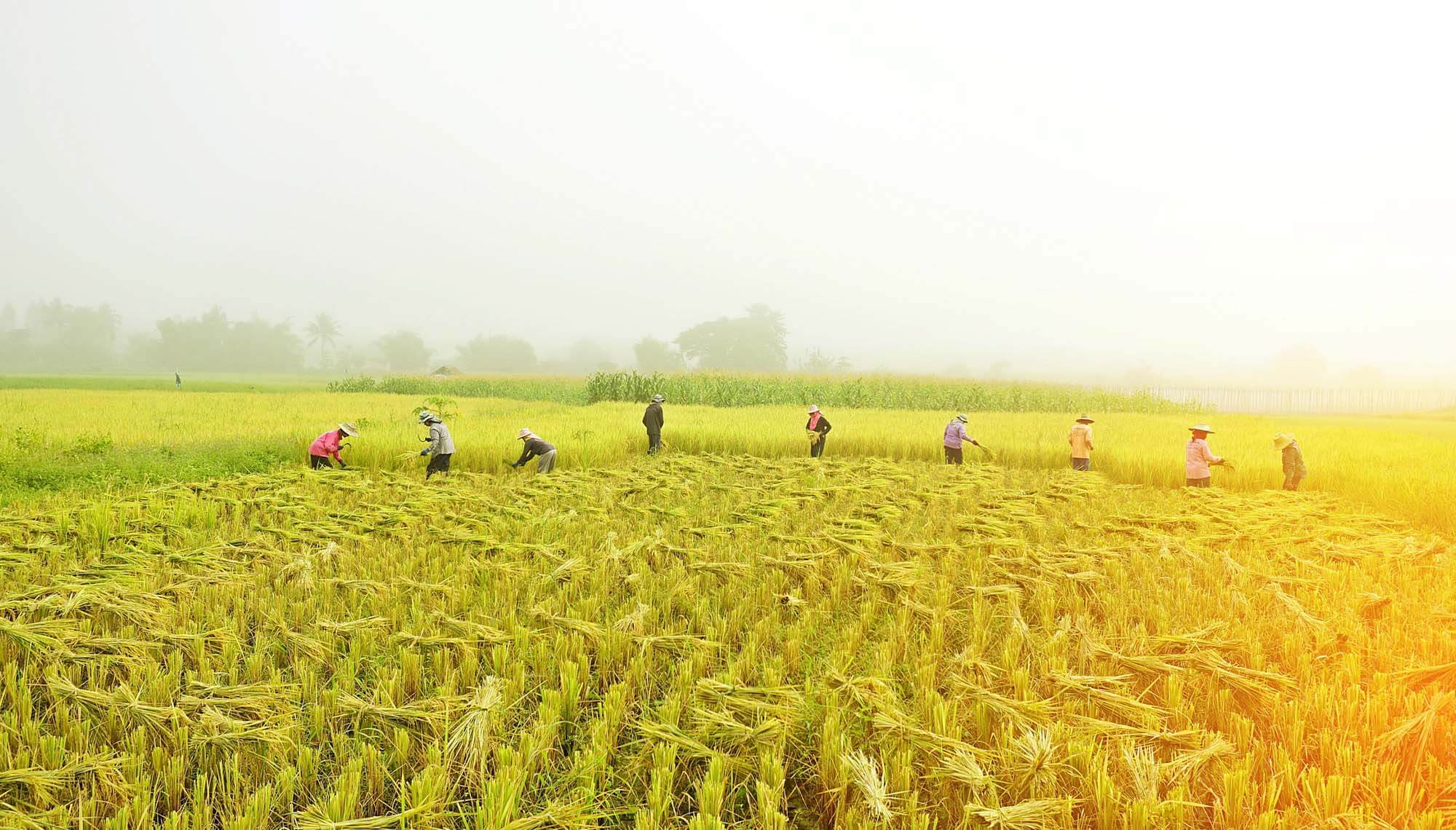 Agricultural workers in a field